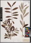 Foto von Salix caprea L. x Salix eleagnos Scop.